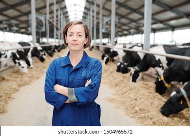 Young confident female farmer or worker of farmhouse crossing arms on chest while standing in long aisle between cows