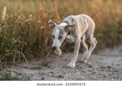 young confident whippet puppy dog exploring wheat fields, sniffing around - Powered by Shutterstock