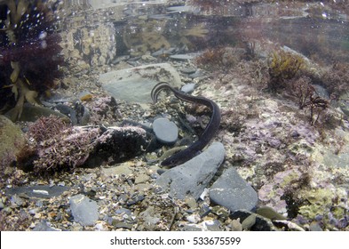 Young Conger Eel