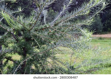 Young conifer sapling branches covered with morning dew drops in a green meadow