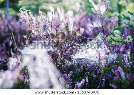 Similar – #A# Purple Way Environment