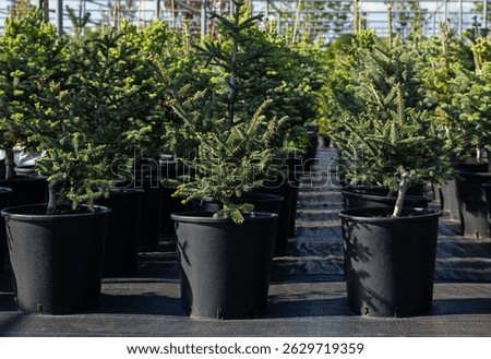 Young coniferous trees stand in rows in pots in an ornamental plant nursery or garden center.