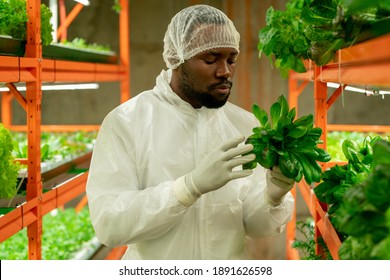 Young Contemporary Agroengineer Of African Ethnicity Holding Green Spinach Seedlings While Standing By Shelf Inside Large Vertical Farm