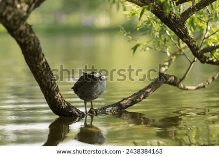 Young coot bird on a tree branch in water