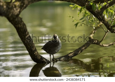 Young coot bird on a tree branch in water