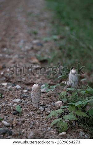 Young Coprinus comatus mushrooms on forest road side
