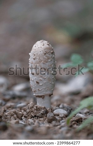 Young Coprinus comatus mushrooms on forest road side
