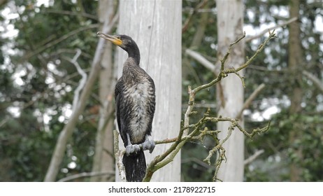 Young Cormorant Bird On A Branch.