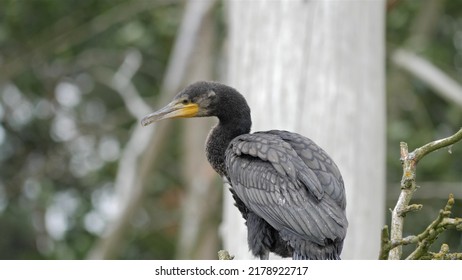 Young Cormorant Bird On A Branch.