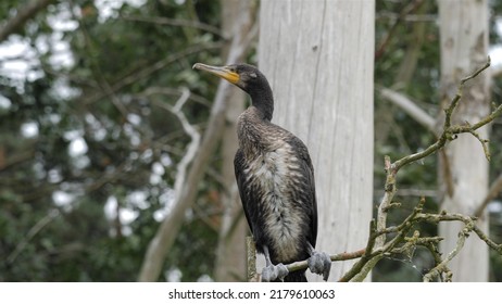 Young Cormorant Bird On A Branch.