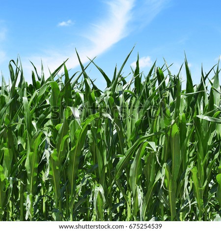 Similar – Image, Stock Photo agriculture Close-up