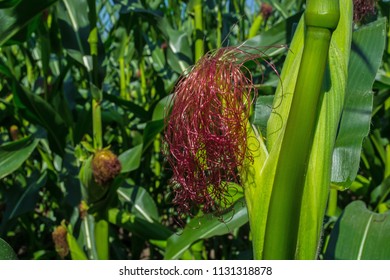 young corn cobs in the field. maturity phase