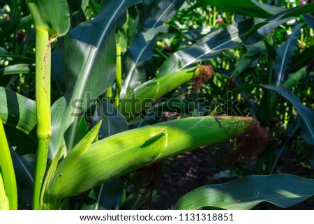 young corn cobs in the field. maturity phase
