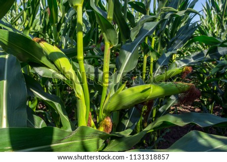 young corn cobs in the field. maturity phase