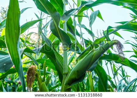 young corn cobs in the field. maturity phase