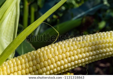 young corn cobs in the field. maturity phase