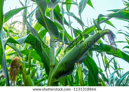 young corn cobs in the field. maturity phase
