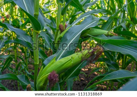 young corn cobs in the field. maturity phase