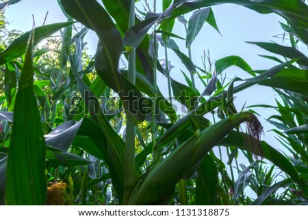 young corn cobs in the field. maturity phase