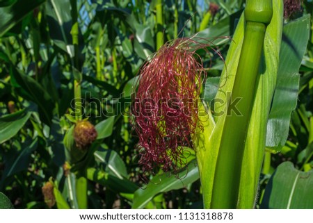 young corn cobs in the field. maturity phase
