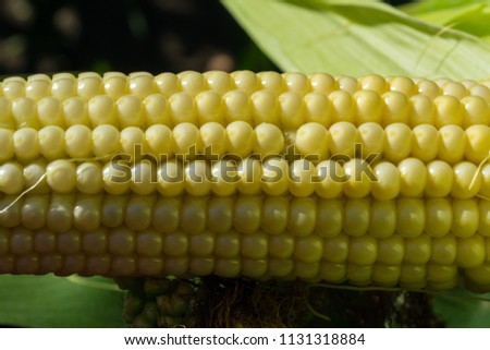 young corn cobs in the field. maturity phase