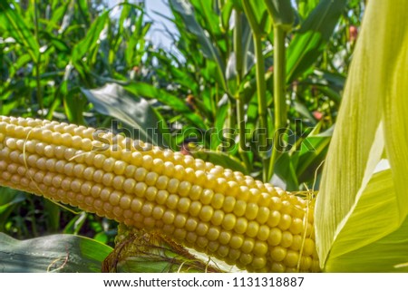 young corn cobs in the field. maturity phase