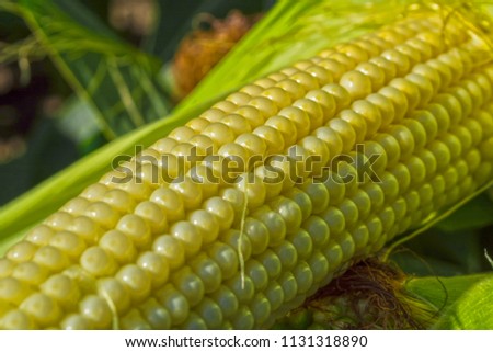 young corn cobs in the field. maturity phase