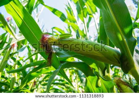 young corn cobs in the field. maturity phase
