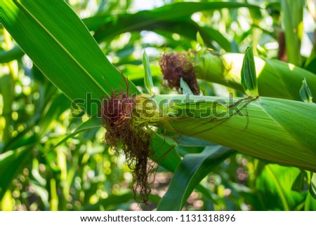 young corn cobs in the field. maturity phase