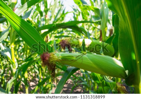 young corn cobs in the field. maturity phase