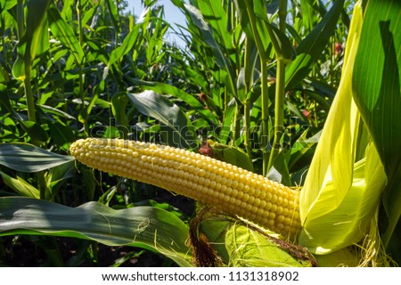 young corn cobs in the field. maturity phase