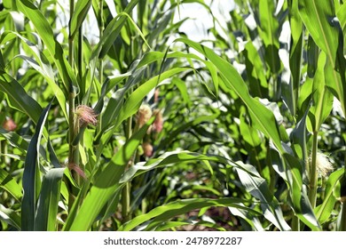 young corn cobs and green leaves on a field background close-up. Corn farm. A selective focus picture of corn cob in organic corn field. concept of good harvest, agricultural. farmland - Powered by Shutterstock