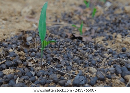 Young corn coleoptile bud on field in vintage style with manure