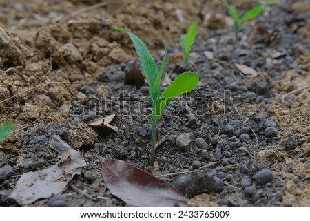 Young corn coleoptile bud on field in vintage style with manure