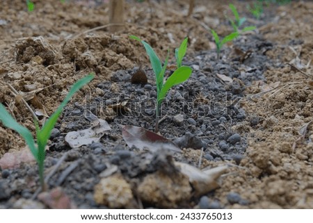 Young corn coleoptile bud on field in vintage style with manure