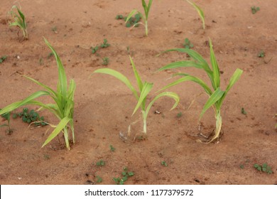 Young Corn Crop Damage By Stress Environment At The Field.