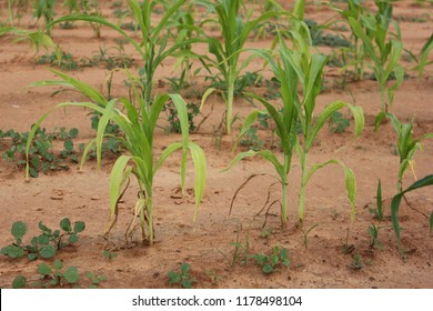 Young Corn Crop Damage By Stress Environment At The Field.