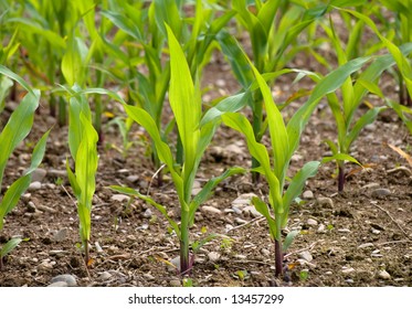 Young Corn Crop At Spring