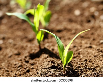 Young Corn Crop At Spring