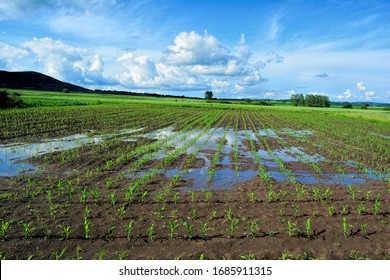 Young corn field after heavy late spring rain, ready to boost to growth, some puddles in the field quickly absorbing water