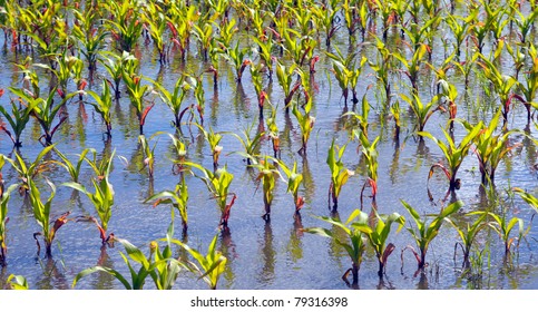 Young corn field flooded with damage from water very shallow depth of field