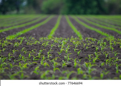 Young Corn Field On A Spring Morning Very Shallow Depth Of Field