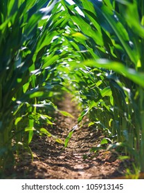 Young Corn Field Row