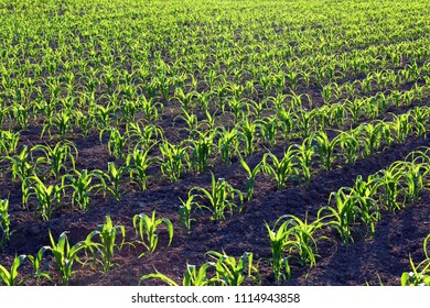 A Young Corn Field At Sunset
