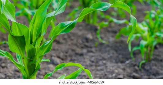 Young Corn In The Garden