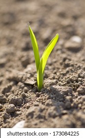 Young Corn Plant