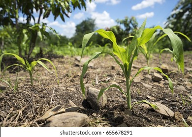 Young Corn Plant Farming Country  In Thailand