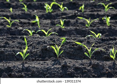 Young Corn Plant In Field, Selective Focus, Spring