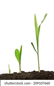 Young corn plant sprout growth stages. Agricultural cultivated growth.