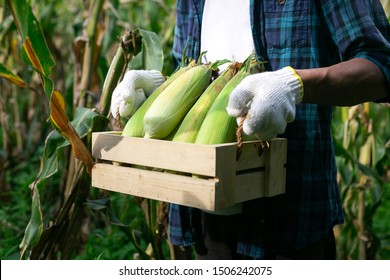 Young corn planter, He Harvesting Organic corn production - Shutterstock ID 1506242075